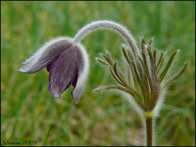 Pulsatilla montana